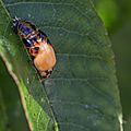 naissance-coccinelle-15-06