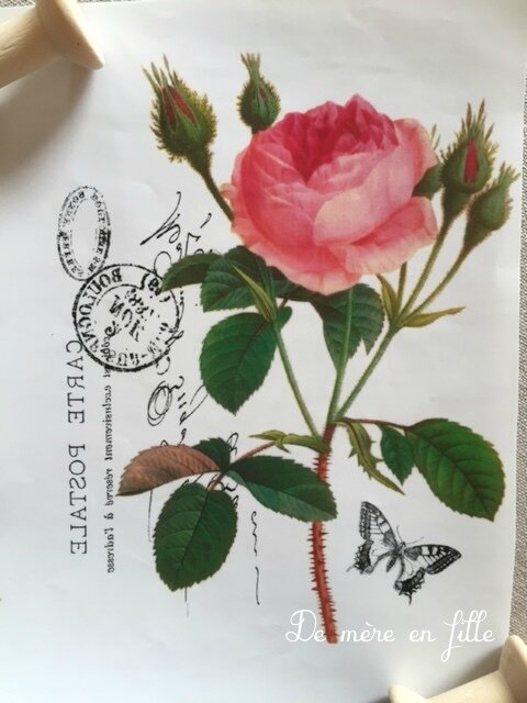 rose