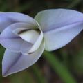 Une fleur ... sans nom ... trouvée ipheion uniflora