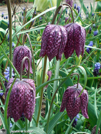 Fritillaria Meleagris