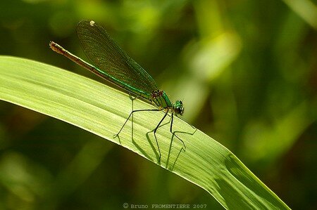 Libellule_4