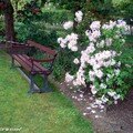 Rhododendron-azalée en fleur