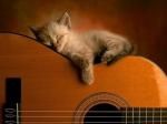 Chat guitare