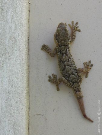 gecko__4_