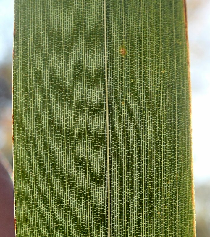photo 21 - tessellations bien visibles sur les feuilles de P nigra 'Punctata'