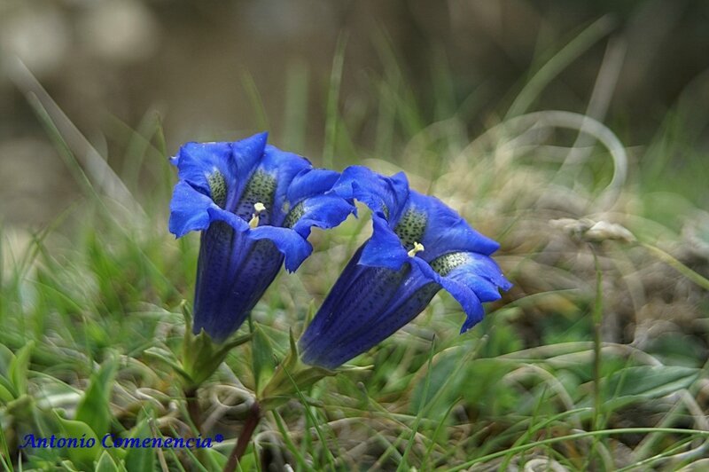 Gentiana