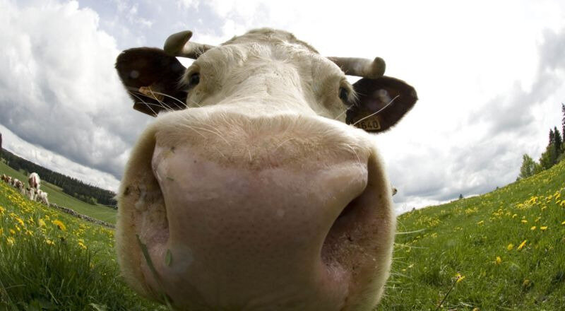 vache