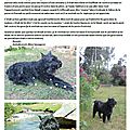 Scipion de la DULLAGUE (IKEde la DULLAGUE X Polaire de la Dullague)