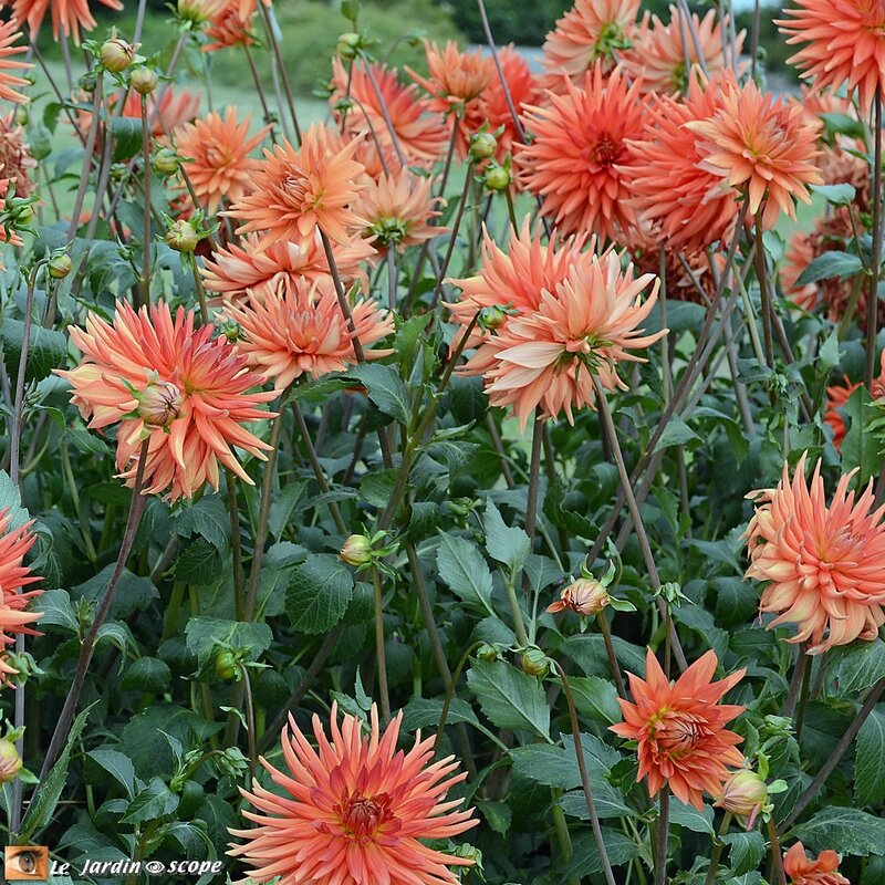 Jury-Dahlias-Label-Rouge_5628