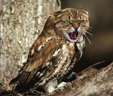 meowl