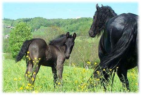 ageanimaux (4)
