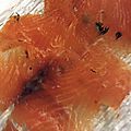 Saumon gravlax sauce aneth