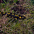 Salamandre tachetée (salamandra salamandra).