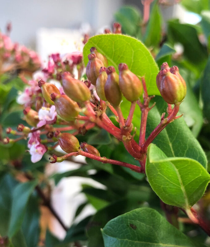 fruits de viburnum