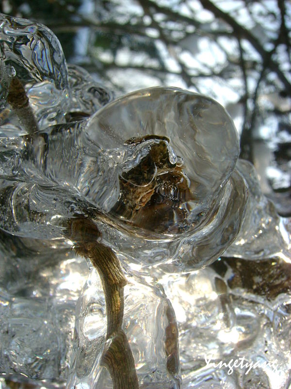 Gel_DSC06437___Copie