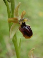 ophrys petite araignée (6)