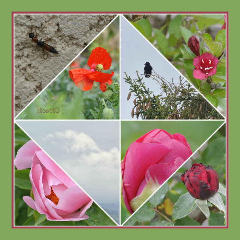 Mon jardin en ce 4 mai 2019 Rose63