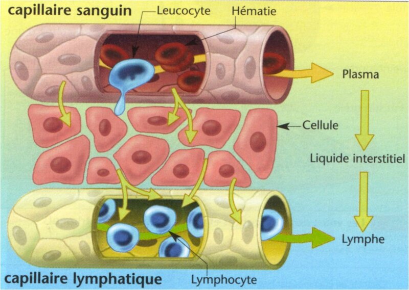 sang et lymphe
