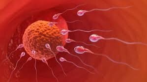 Comment connaitre sa période d'ovulation lorsqu'on a un cycle irrégulier?