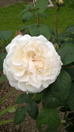 deux roses anglaises - les jardins de la Chesnaie