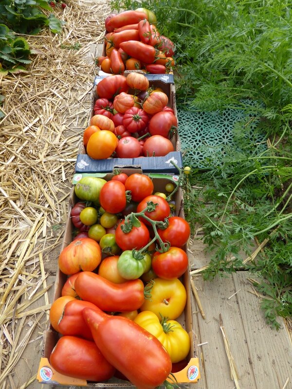 Que Veut Dire Monder Les Tomates 2 AOUT - TOMATES.....pause ne veut pas dire terminé..... - PASSION POTAGER
