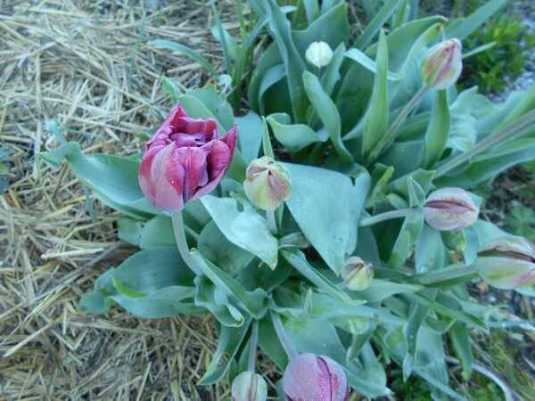 tulip9