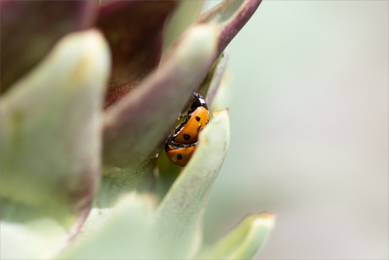 macro coccinelles accoupl 200623 3