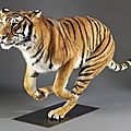 Tigre mâle, pantera tigris, entier, à la course, sur socle