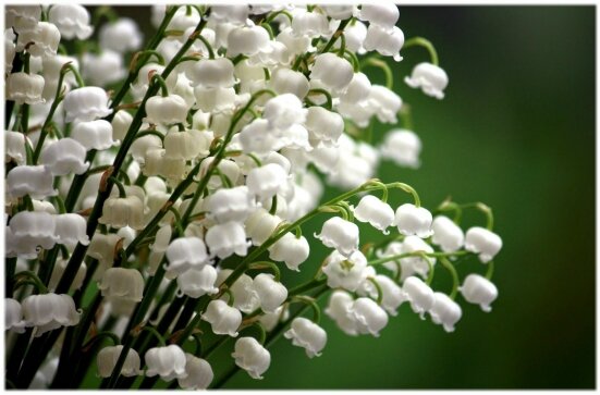 muguet (3)
