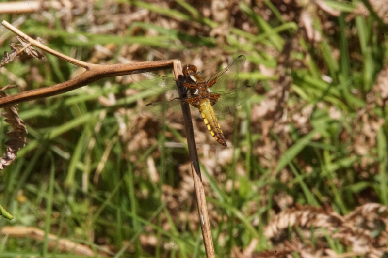 DSC02593