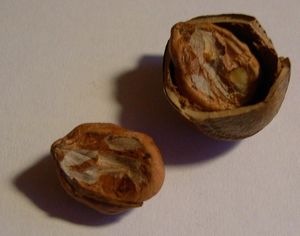 NoisetteAJumelles_5