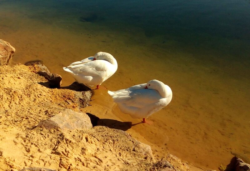 bord_du_Gardon__22_novembre