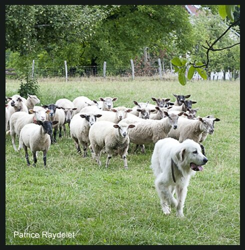 Mouton et chien patou Jura Patrice Raydelet