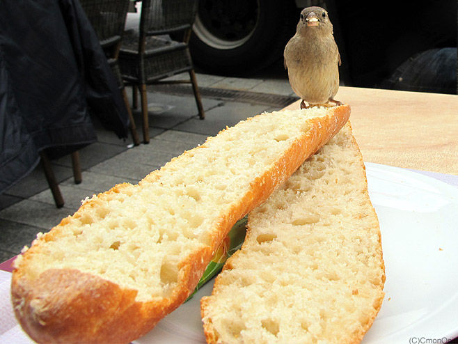 tartinesparrow03