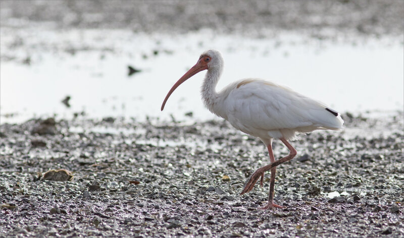 J7 Ensenada 071219 ym 31 oiseau ibis blanc