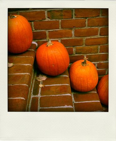 IMGP3494_pola