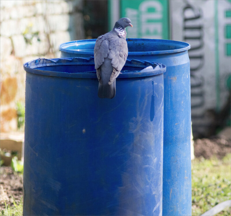 oiseaux ramier pie bain fûts bleus 1 300321