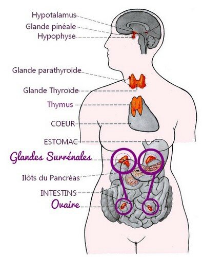 naturo glandes surrenales ovaires2