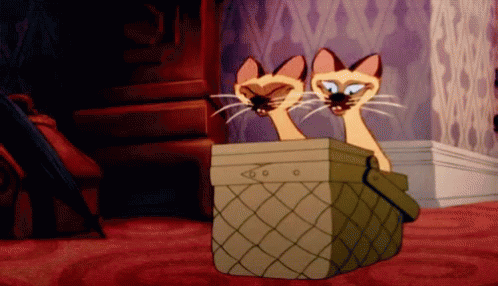 SiameseCatsGIF