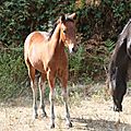 Coubertin 2