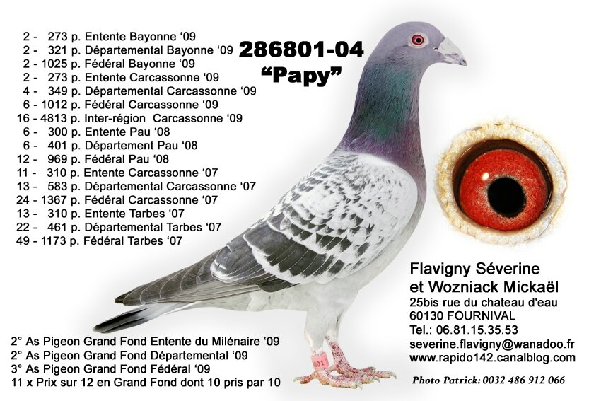 Descubrir 63+ imagen pigeon de grand fond hollandais fr.thptnganamst.edu.vn Descubrir 63+ imagen pigeon de grand fond hollandais fr.thptnganamst.edu.vn