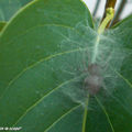 Cheiracanthium mildei dans sa toile sur une feuille de lilas