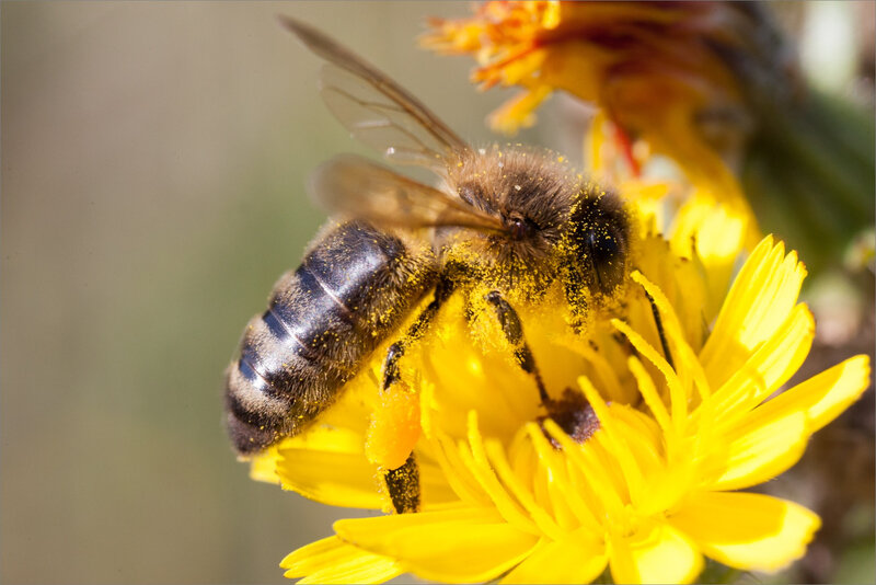 SM fleur abeille 010918 1