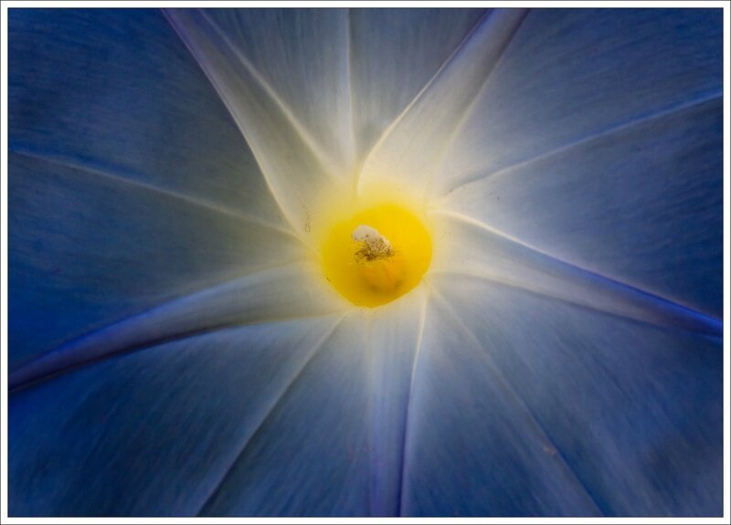 ville fleur volubilis 031014