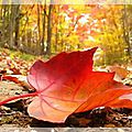 Conseils naturopathiques de l'automne