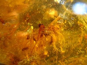 ambre5_1_