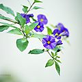 Le solanum d'un violet éclatant ...