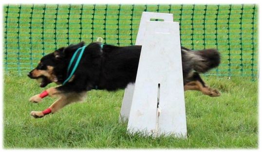 flyball (11)