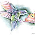 Colibri peinture gouache Ghislaine Letourneur