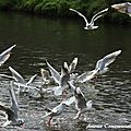mouettes.